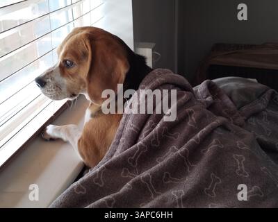 Beagle Dog guarda fuori dalla finestra con una coperta sopra di loro Foto Stock