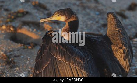 Ottimo cormorano che si asciuga le ali su una spiaggia in Crimea Foto Stock