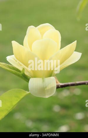 Magnolia Lois. Caratteristici fiori a forma di coppa di giallo pallido di Magnolia Lois, un albero ornamentale in primavera, Regno Unito. Foto Stock