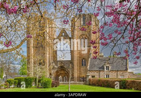 Elgin Cathedral Moray Scotland le due torri e i rami di un ciliegio ricoperti di fiori rosa Foto Stock