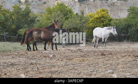 Cavalli che pascolano insieme nel soleggiato paddock asciutto, sgranocchiano erba sparsa e si crogiolano sotto la calda luce del giorno Foto Stock