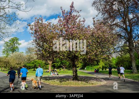 Londra, Regno Unito. 16 aprile 2025. L'ultimo dei tulipani fioriti e in fiore fanno da sfondo a turisti e lavoratori all'ora di pranzo. La gente gode del sole primaverile a Regent's Park, Londra. Crediti: Guy Bell/Alamy Live News Foto Stock