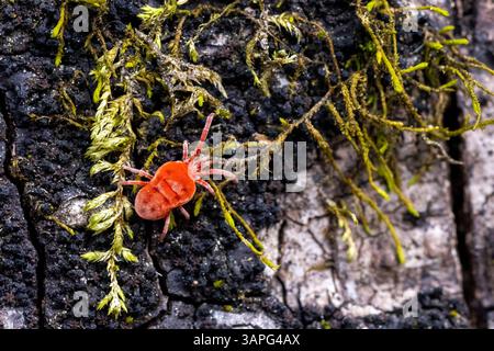 Red Velvet Mite (Trombidiidae) - Pisgah National Forest, vicino a Brevard, North Carolina, Stati Uniti Foto Stock