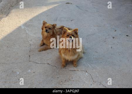 Due piccoli cani soffici osservano con calma la telecamera, stando vicini in un ambiente naturale, le loro espressioni curiose e attente. Foto Stock