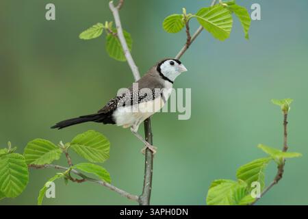 finch a doppia barba, Stizoptera bichenovii Foto Stock