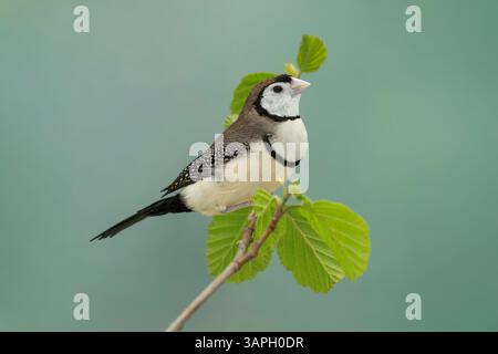 finch a doppia barba, Stizoptera bichenovii Foto Stock