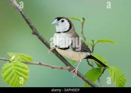 finch a doppia barba, Stizoptera bichenovii Foto Stock