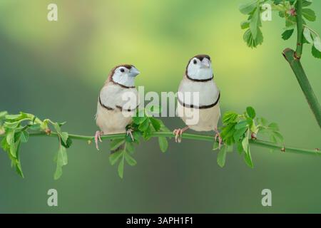 Mutazione marrone finch a doppia barba, Stizoptera bichenovii Foto Stock
