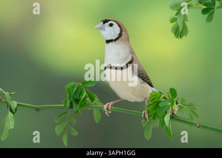 Mutazione marrone finch a doppia barba, Stizoptera bichenovii Foto Stock