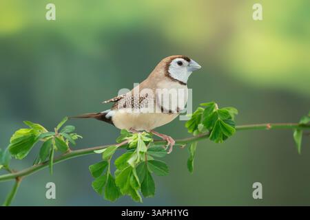 Mutazione marrone finch a doppia barba, Stizoptera bichenovii Foto Stock