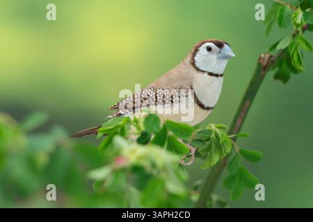 Mutazione marrone finch a doppia barba, Stizoptera bichenovii Foto Stock