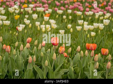 Fila di tulipani arancioni con tulipani bianchi e rosa a fuoco morbido sullo sfondo. Pontefract, West Yorkshire, Regno Unito Foto Stock