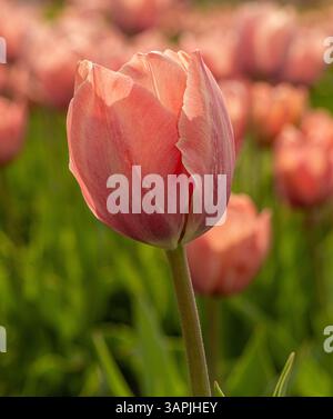 Tulipano rosa pallido retroilluminato su sfondo sfocato in una giornata di primavera assolata. Foto Stock