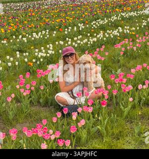 Giovane donna sorridente alla macchina fotografica, indossa un abito estivo, tiene in mano un cane cockapoo in un campo di tulipani, West Yorkshire, Regno Unito Foto Stock
