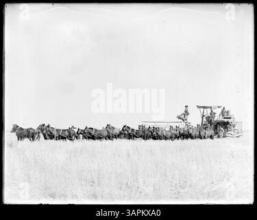 Una fotografia di Lee Moorhouse che mostra una mietitrebbia trainata da cavalli che raccoglie grano sul ranch della signora Rachel Kirkpatrick. L'immagine cattura 20 cavalli e un equipaggio di 4 uomini in azione all'inizio del XX secolo. Foto Stock