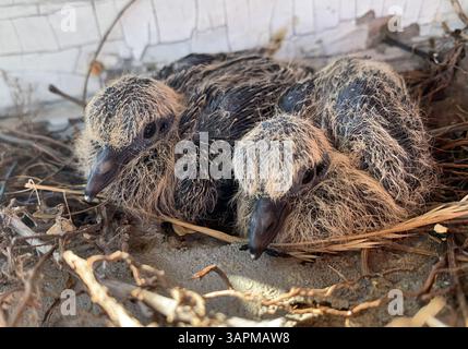 Pulcini in lutto che riposano in un nido, catturati in un dettagliato primo piano della fauna selvatica. Foto Stock