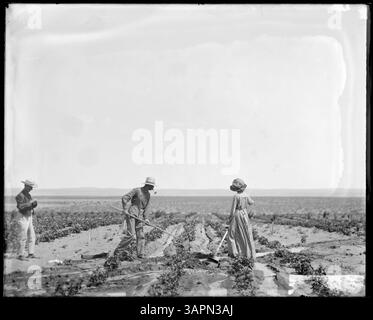 Una fotografia di Lee Moorhouse che mostra una donna e due uomini che gironzolano in un campo di patate irrigate a Irrigon, Oregon, della collezione University of Oregon Libraries. Foto Stock