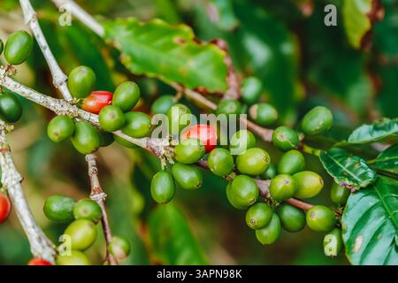 Ciliegie di caffè in diversi stadi di maturazione, verdi, gialle e rosse, che crescono su un ramo in un ambiente tropicale. Ideale per la videografica in agricoltura, Foto Stock