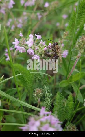 L'ape ravvicinata raccoglie il nettare dall'erba del timo selvatico del Breckland in fiore. Le api da miele raccolgono polline dai fiori rosa della pianta Thymus Serpyllum. po. Estate Foto Stock