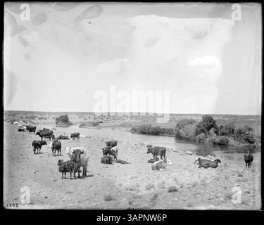 Questa fotografia, *PH036 1353*, di Lee Moorhouse, raffigura mucche in un campo irrigato dal canale di irrigazione Hinkle, vicino a Pendleton, Oregon. L'immagine cattura la vita agricola e l'uso dell'irrigazione nell'agricoltura rurale americana. Foto Stock