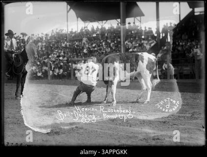 Fotografia di Herman Rosenberg che partecipa al bulldogging, un tradizionale rodeo occidentale. L'immagine mostra un momento chiave nella storia degli sport da rodeo. Foto Stock