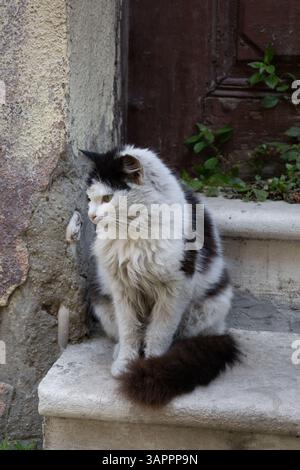 Gatto randagio seduto sui gradini. Foto Stock