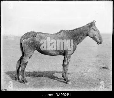 Una fotografia della collezione Lee Moorhouse presso le biblioteche della University of Oregon che mostra un cavallo molto vecchio. Foto Stock
