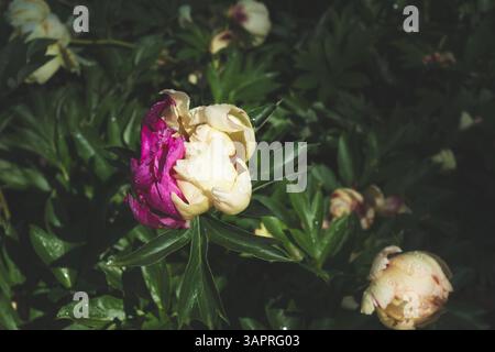 Peonies in bloom. Foto Stock