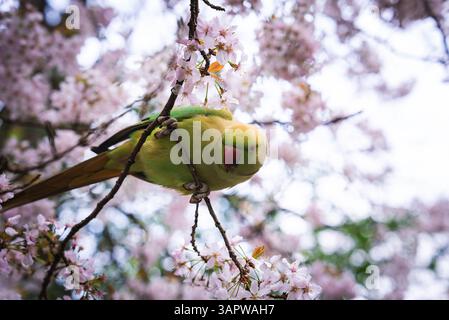 Green Parakeet arroccato sull'albero Cherry Blossom nel London Park Foto Stock