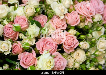 Sfondo di bellissime rose rosa e bianche. Fiori Foto Stock