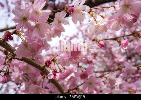 Primo piano dei fiori di ciliegio in fiore con petali rosa e gemme rosse Foto Stock