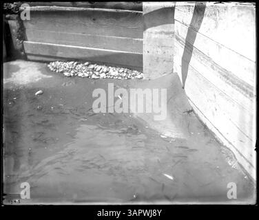 La fotografia di Lee Moorhouse del canale di irrigazione Hinkle vicino a Pendleton, Oregon. Cattura il paesaggio rurale e l'ambiente agricolo. L'immagine fa parte della collezione University of Oregon Libraries. Foto Stock