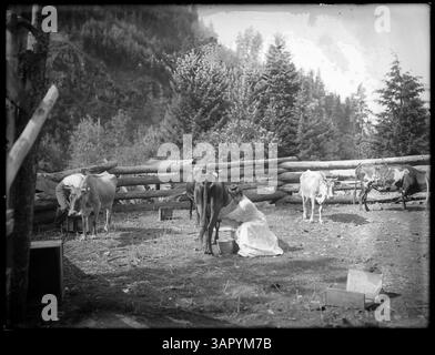 Fotografia di Lee Moorhouse che mostra un uomo e una donna che mungono una mucca in un corral a Bingham Springs. L'immagine cattura una scena rurale dell'inizio del XX secolo. Foto Stock