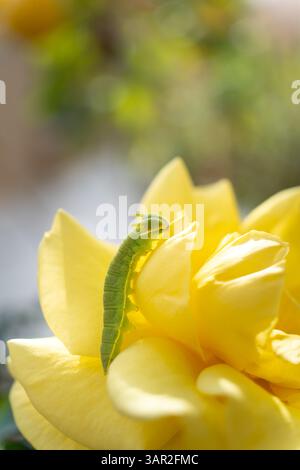 Un vivace bruco verde che poggia sui morbidi petali gialli di una rosa, che si fonde naturalmente con il fiore in un primo piano. Foto Stock