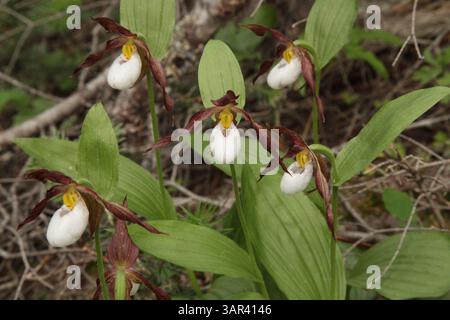 Mountain Lady's Slipper (Cypripedium montanum) fiore selvatico bianco nelle Big Snowy Mountains, Montana Foto Stock