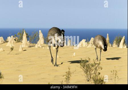 Emus, The Pinnacles, Nambung National Park, Australia Occidentale Foto Stock