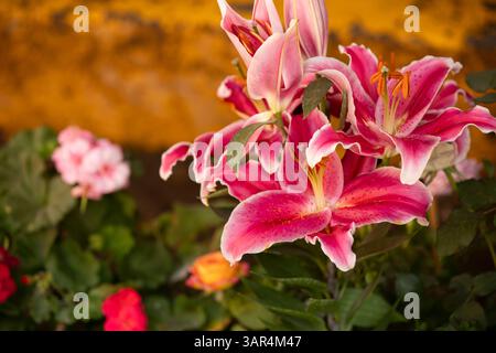 Un bellissimo giglio rosa fiorisce su una parete gialla a Pinal de Amoles, Querétaro, Messico. Foto Stock