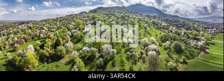 Primavera sull'Albtrauf dell'Alb Svevo. Nella Lenninger Valley, gli alberi da frutto fioriscono nei frutteti intorno al castello di Teck. Vista aerea. Owen, Baden-W. Foto Stock