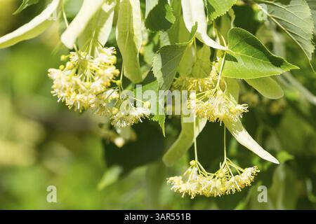 Fiori del tiglio invernale (Tilia cordata) Foto Stock