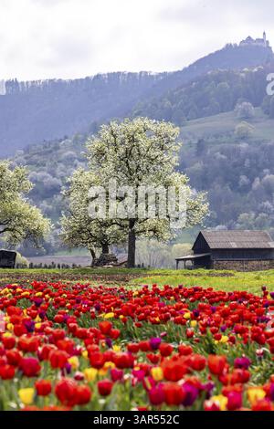 Campo di tulipani per la raccolta da soli vicino a Nabern sull'Albtrauf dell'Albano Svevo. Kirchheim unter Teck, Baden-Wuerttemberg, Germania, Europa Foto Stock