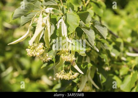 Fiori del tiglio invernale (Tilia cordata) Foto Stock
