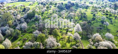 Primavera sull'Albtrauf dell'Alb Svevo. Gli alberi da frutto fioriscono nei frutteti della Lenninger Valley. Vista aerea. Owen, Baden-Wuerttemberg, Germania Foto Stock