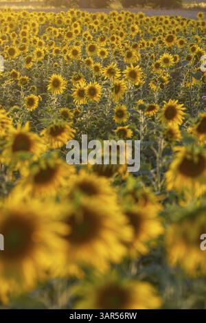 Campo di girasole fiorito (Helianthus annuus) alla luce della sera, Grossenhain, Sassonia, Germania, Europa Foto Stock