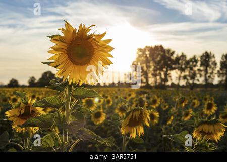 Campo di girasoli in fiore (Helianthus annuus) al tramonto, Grossenhain, Sassonia, Germania, Europa Foto Stock