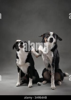 Due colletti con bordi in bianco e nero si trovano fianco a fianco, guardando in direzioni diverse. La loro postura mette in risalto la loro natura attenta. Foto Stock