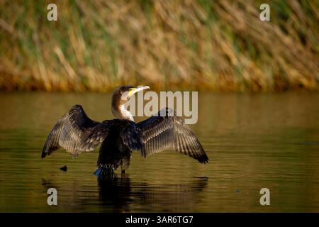 Cormorant dal petto bianco o Witborsduiker (Phalacrocorax lucidus) sulla riva del fiume Touw e mostra il suo tipico verde Foto Stock