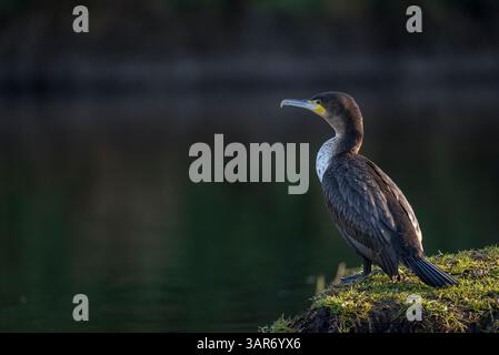 Cormorant dal petto bianco o Witborsduiker (Phalacrocorax lucidus) sulla riva del fiume Touw e mostra il suo tipico verde Foto Stock