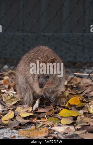 (Setonix brachyurus) Quokka è un piccolo macropode marsupiale, erbivoro e principalmente notturno. È noto per essere l'animale più felice. Foto Stock