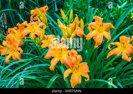 Primo piano di Hemerocallis arancio 'Primal Scream' - fiori Dayliy con gocce di pioggia in estate. Foto Stock