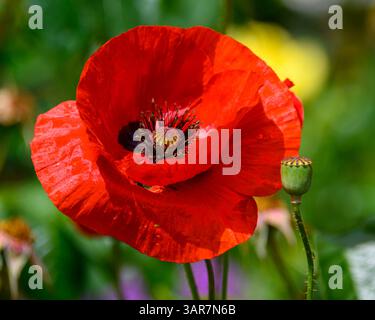 Un vivace fiore di papavero rosso si erge alto in un lussureggiante giardino, che mostra i suoi delicati petali e il suo intricato centro. Un bocciolo verde nelle vicinanze suggerisce una nuova crescita i. Foto Stock